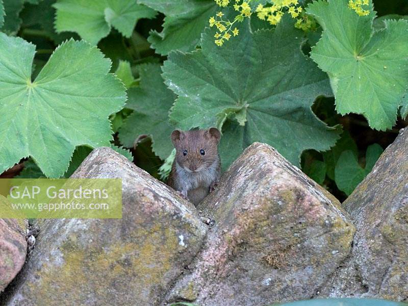 Myodes glareolus 'Bank vole', stealing peanuts, left out for hedgehogs.