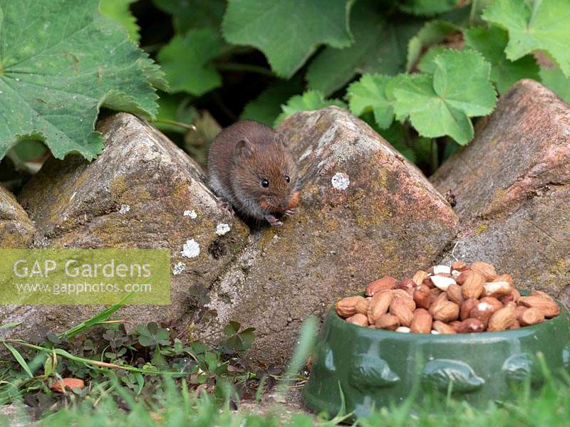 Myodes glareolus - Bank Vole - taking peanuts left out for hedgehogs