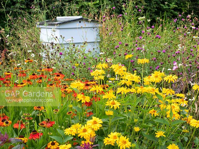 Bee hive in nectar rich wildflower area with Helenium 'Sahin's Early Flowerer', Heliopsis helianthoides -False Sunflower  