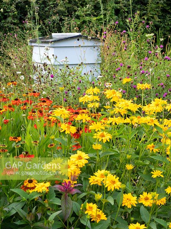 Bee Hive in nectar rich wildflower area with Helenium 'Sahin's Early Flowerer', Heliopsis helianthoides 'False Sunflower'