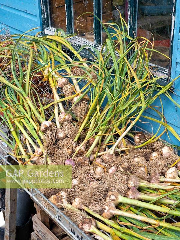 Allium sativum - Garlic - freshly-harvested and drying off on metal trays outside before storing