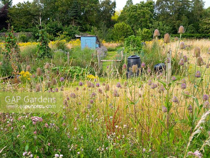 Rural allotment in rough pasture with Teasel and Thistle in foreground