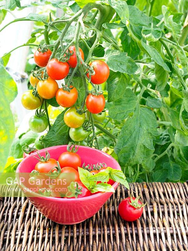 Solanum lycopersicum 'Gardeners Delight' - Tomato - small bowl of fruit in greenhouse