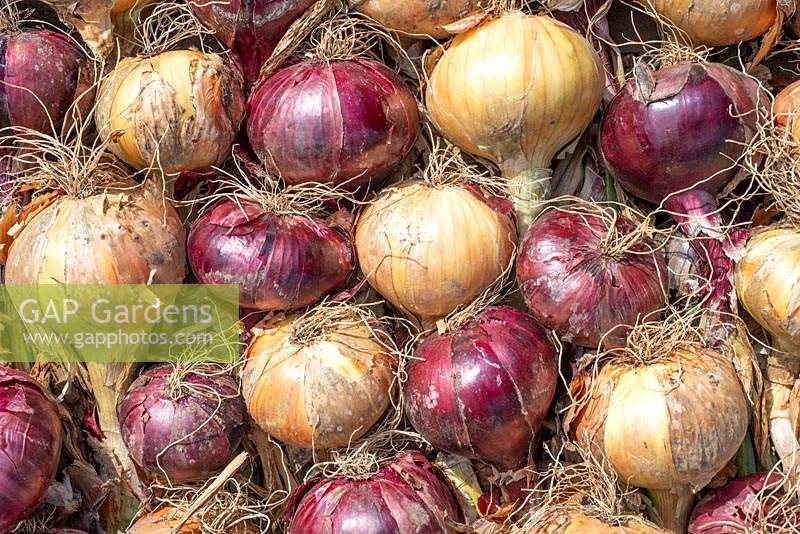 Maincrop onions drying outside, 'Sturon' and 'Red Baron'