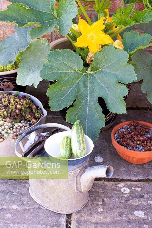 Courgette, Zucchini, 'Safari', growing in pot on patio