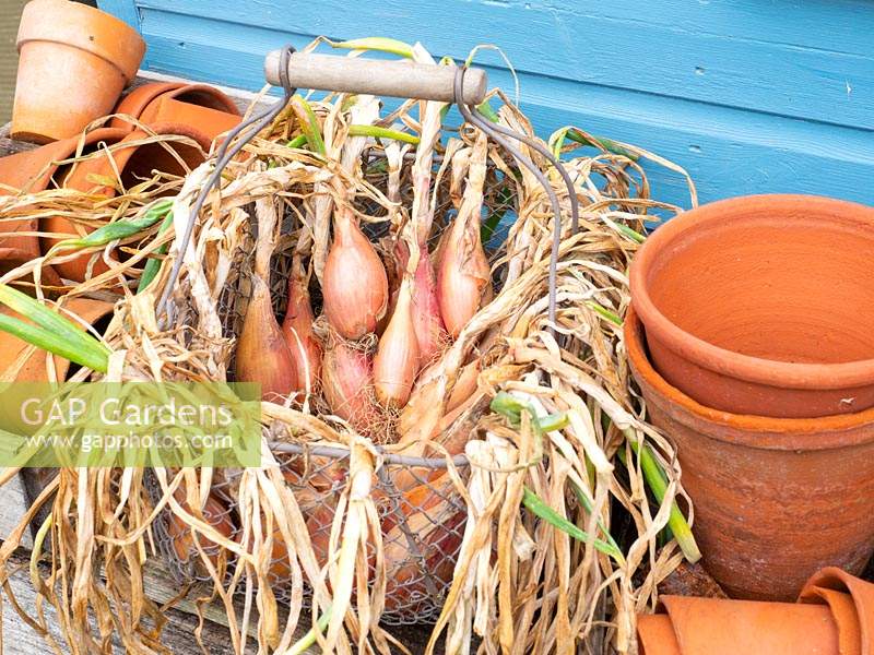 Shallot, 'Longor' drying outside prior to storage.
