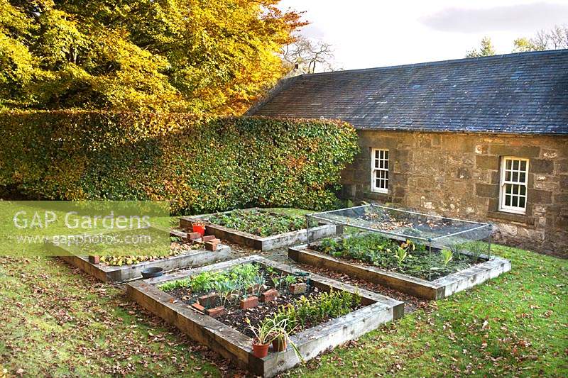 Raised beds for fruit and vegetables on the lawn near back door to the house