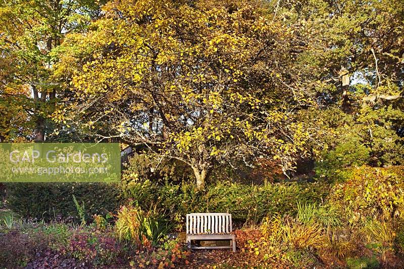 Bench seat on the main lawn with a large Malus 'James Grieve' apple tree, Taxus baccata yew hedge and Cornus alba 'Spaethii' yellow dogwood on the Cornus Walk