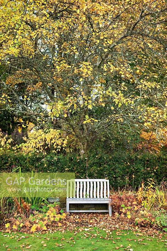 Bench seat on the main lawn with a large Malus 'James Grieve' - Apple - tree, Taxus baccata - Yew - hedge and Cornus alba 'Spaethii' - Yellow Dogwood