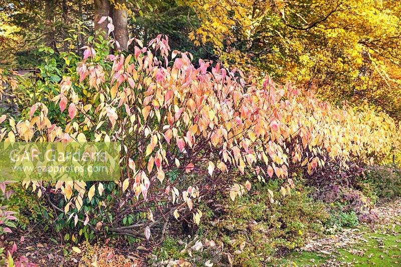 The Cornus Walk including Cornus alba 'Spaethii' yellow dogwood, Potentilla cv, Berberis thunbergii 'Aurea' behind the Taxus baccata yew hedge and Malus 'James Grieve' apple tree