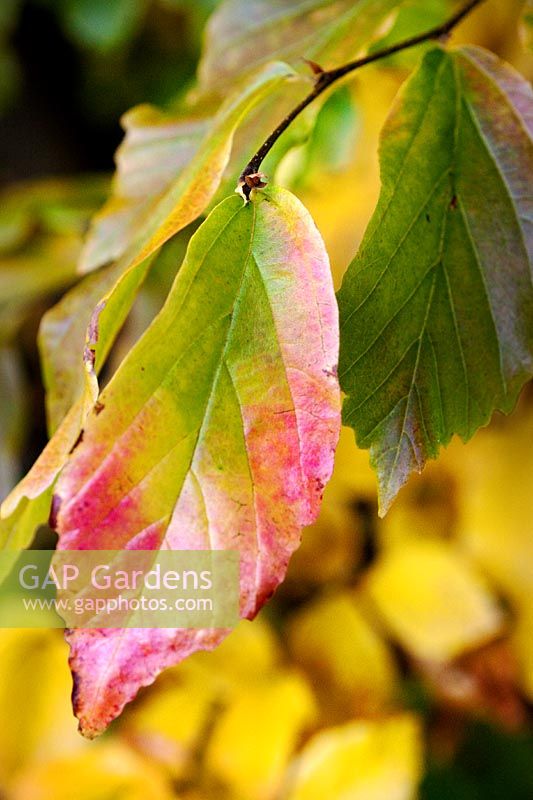 Parrotia persica - Persian Ironwood - leaf