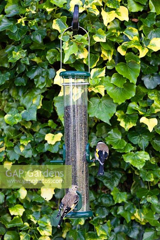Two Juvenile European Goldfinch Carduelis carduelis feeding on tube style feeder with seeds