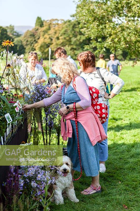Woman at plant stall wearing face mask during covid 19 pandemic. Rare Plant Fair in the grounds of Llanover Garden, Monmouthshire, Wales