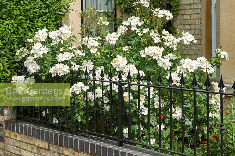 Rosa 'Kew Gardens' in a small front garden behind railings.  