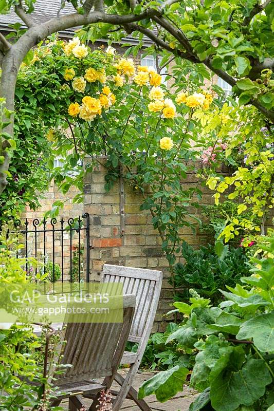Rosa 'Laura Ford' trained over arch in small town garden with table and chairs. 