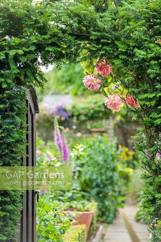 View through doorway in formal town garden with yew arch and roses. 