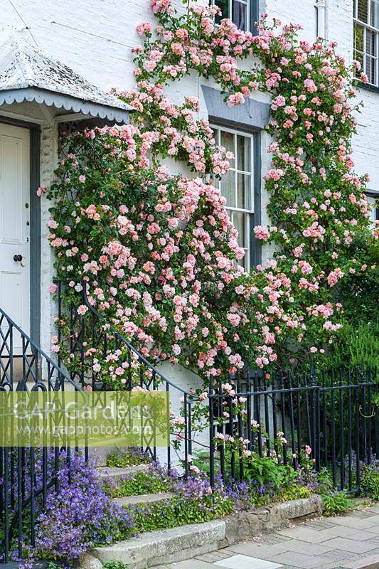 Rosa 'Albertine' trained on the front of a regency townhouse. 