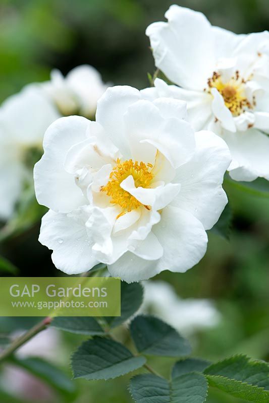Rosa x alba 'Alba Semiplena' - White Rose of York 