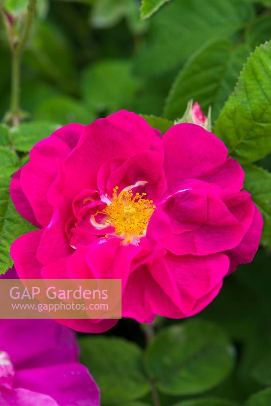 Rosa gallica var. officinalis - Apothecary's Rose