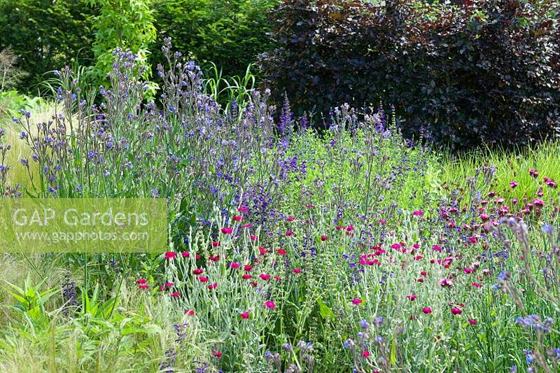 Small secluded wildflower meadow in back garden with beech hedges, Dianthus carthusianorum, Anchusa azurea, Lychnis coronaria and grasses. 