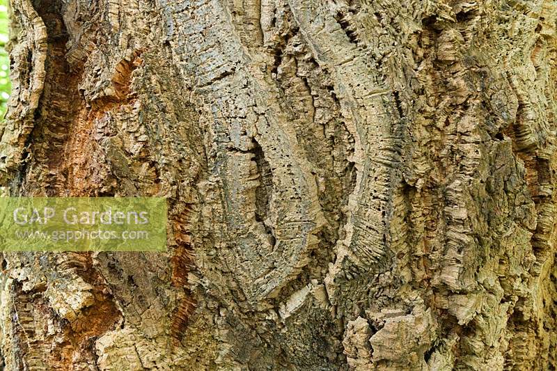 Quercus suber Bark - Cork Oak