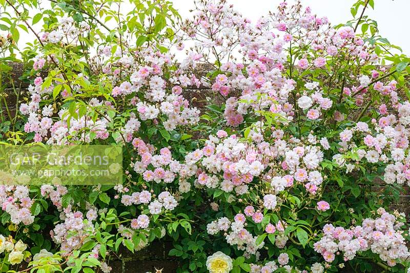 Rosa 'Paul's Himalayan Musk' trained on a high wall