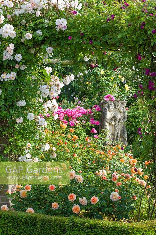 Rosa 'The Lady of the Lake' trained over pergola with 'Port Sunlight', 'Lady of Shalott' and 'Hyde Hall', June