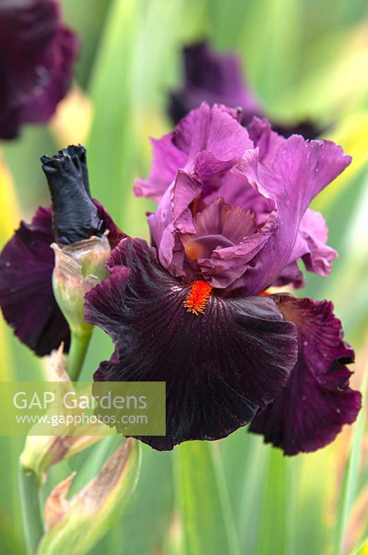 Tall Bearded Iris 'Fiery Temper' 
