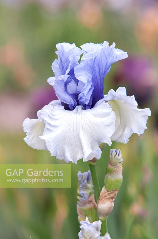 Iris germanica 'Wintry Sky' - Bearded Iris 'Wintry Sky' Keppel, 2002