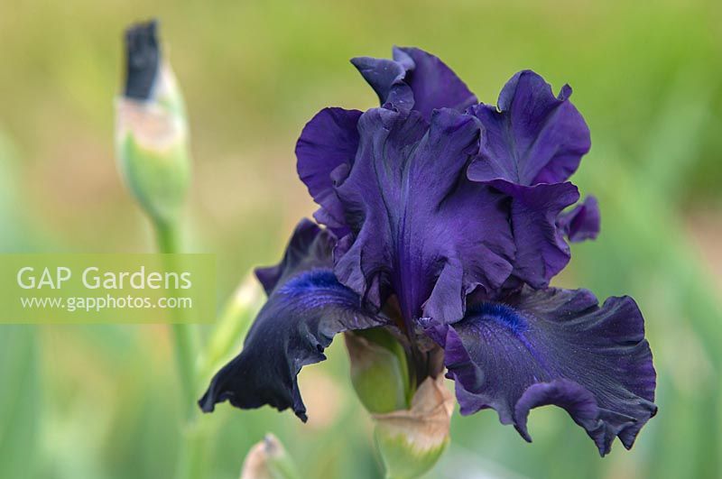 Tall Bearded Iris 'Slovak Sapphire' 