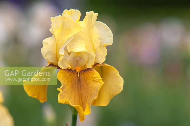 Tall Bearded Iris 'Bayberry Candle' 