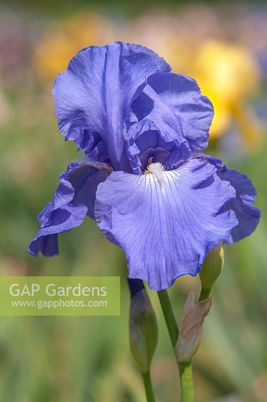 Tall Bearded Iris 'Blue League' 
