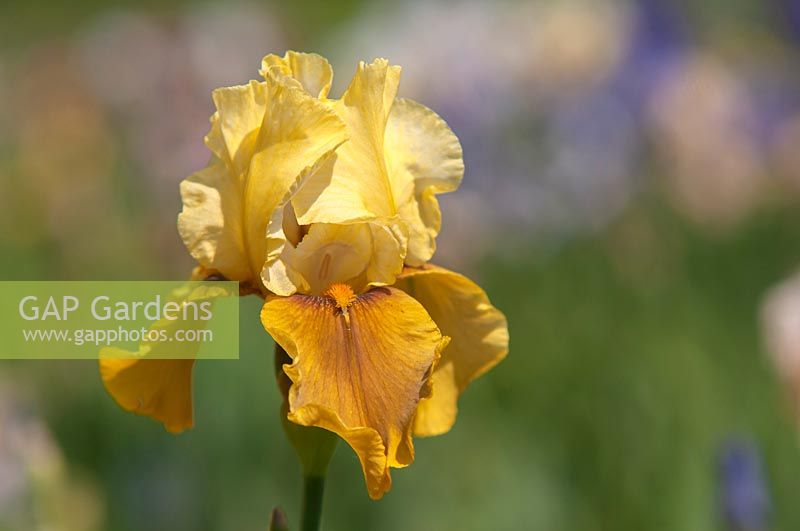 Tall Bearded Iris 'Bayberry Candle' 