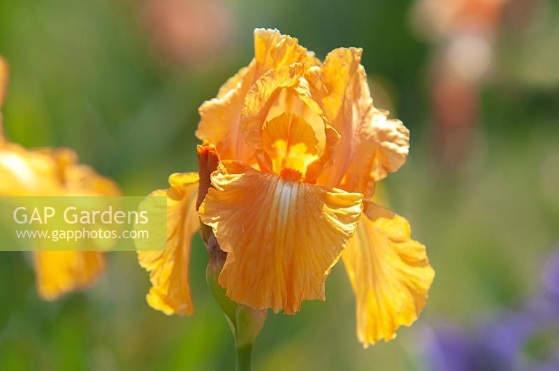 Tall Bearded Iris 'Fresno Frolic' 