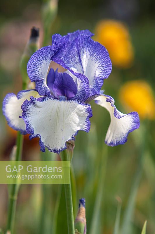 Tall Bearded Iris 'Blue Staccato' 