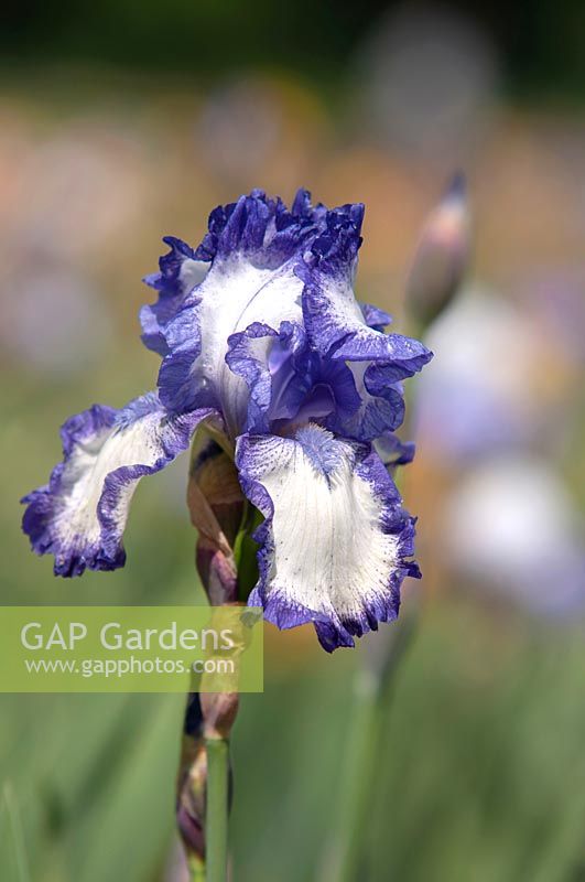 Tall Bearded Iris 'Blue Petticoats'