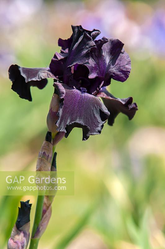 Tall Bearded Iris 'Superstition' 