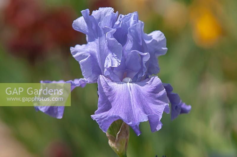 Tall Bearded Iris 'Sterling Silver' 