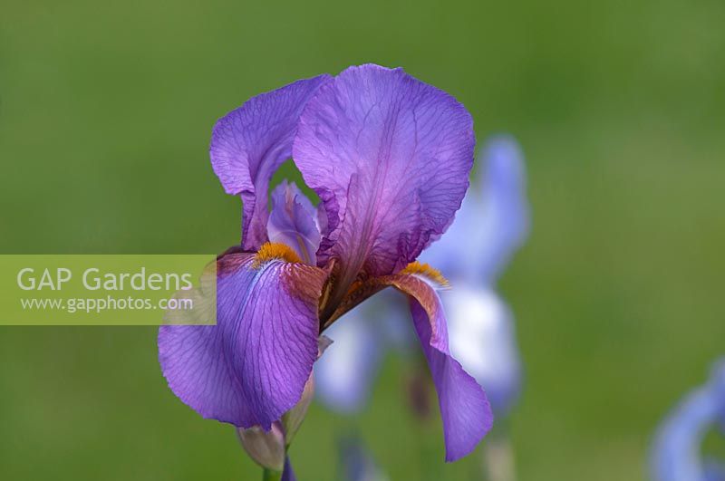 Tall Bearded Iris 'Mulberry Rose' 
