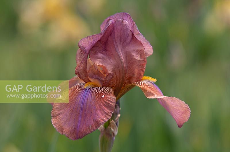 Tall Bearded Iris 'Sultan's Robe' 