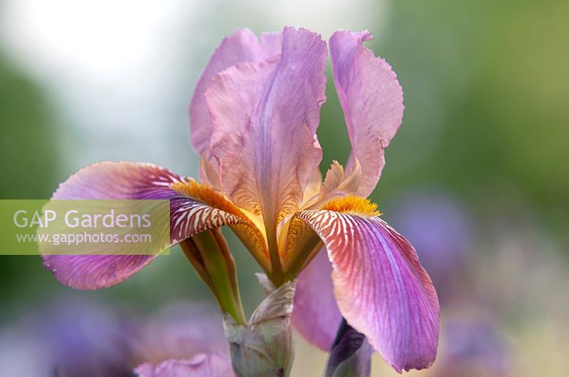 Tall Bearded Iris 'Ethel Peckham' 
