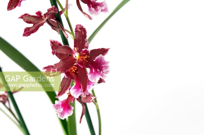 Cambria Orchid 'Barocco Red'