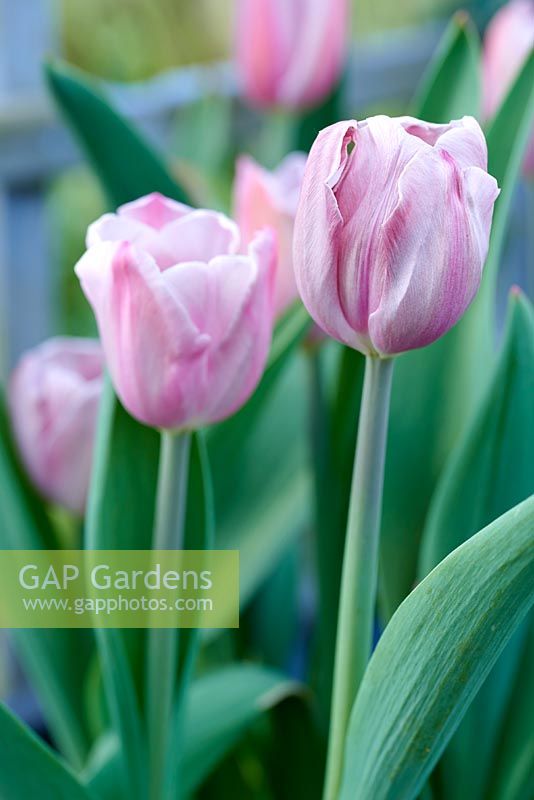 Tulipa 'Princess Grey' - Tulip 'Princess Grey'