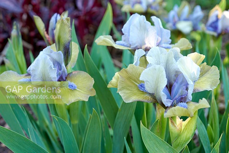 Iris pupila 'Hocus Pocus' - Dwarf Bearded Iris 