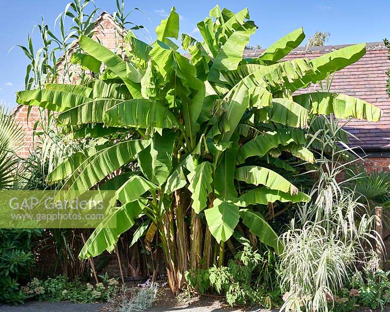 Musa basjoo growing in a private front garden