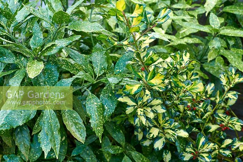 Ilex x altaclerensis 'Ripley Gold' - Holly - with Aucuba japonica 'Variegata' - Spotted Laurel