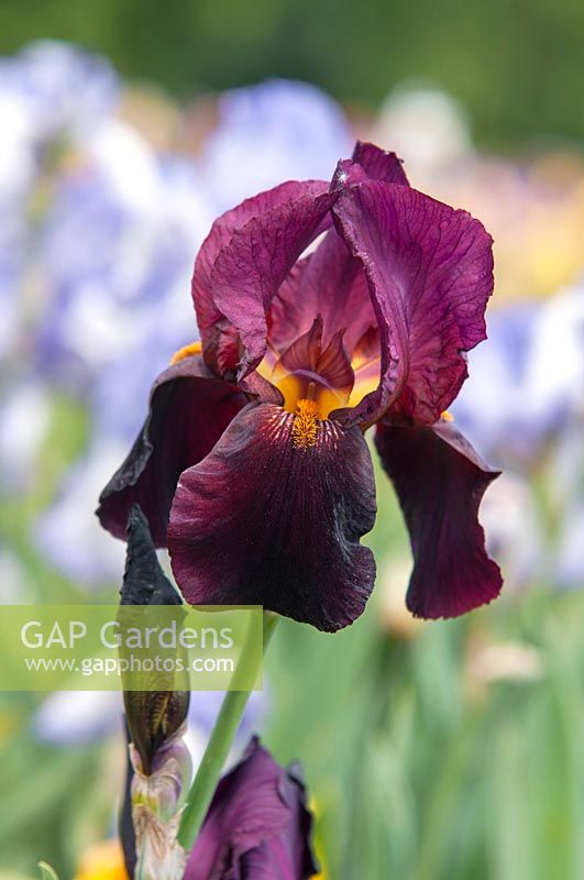 Tall Bearded Iris 'Oresan' 
