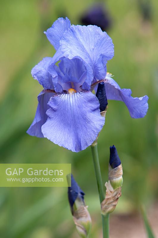 Tall Bearded Iris 'Quicksilver' 