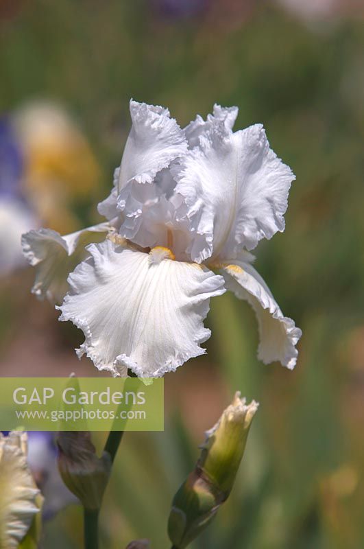 Tall Bearded Iris 'Lacy Snowflake' 