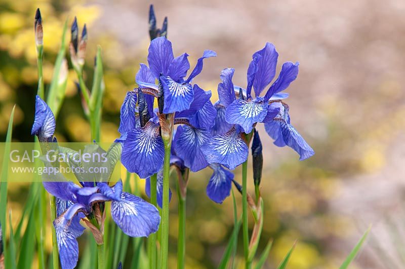 Iris sanguinea